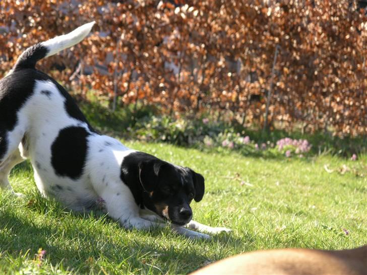 Dansk svensk gaardhund Anton  - Kommer du eller hva??  billede 20