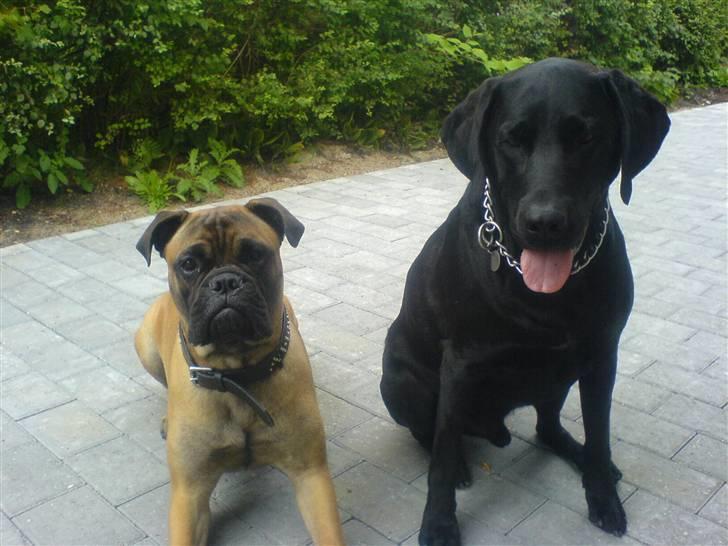 Bullmastiff Emma billede 18