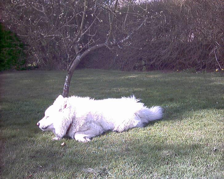 Samojedhund windi - Windi ligger og tager sol!! billede 1