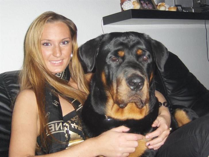 Rottweiler tyson - ja så er han blevet 10 mån ;D billede 14