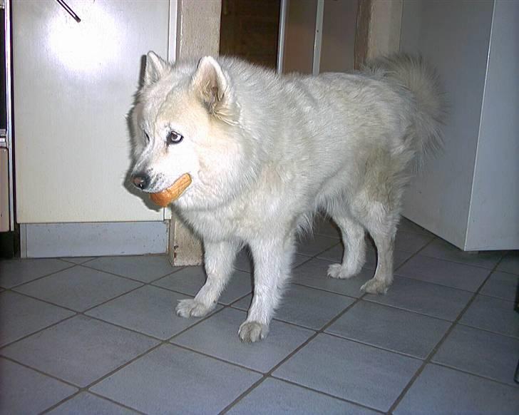 Samojedhund windi - Windi sniger sig frem med et brød i munden.. billede 3