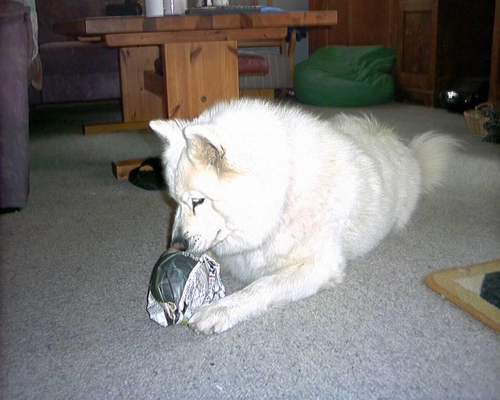 Samojedhund windi - Windi har lige fået en gave, og er ved at pakke den op.. billede 4