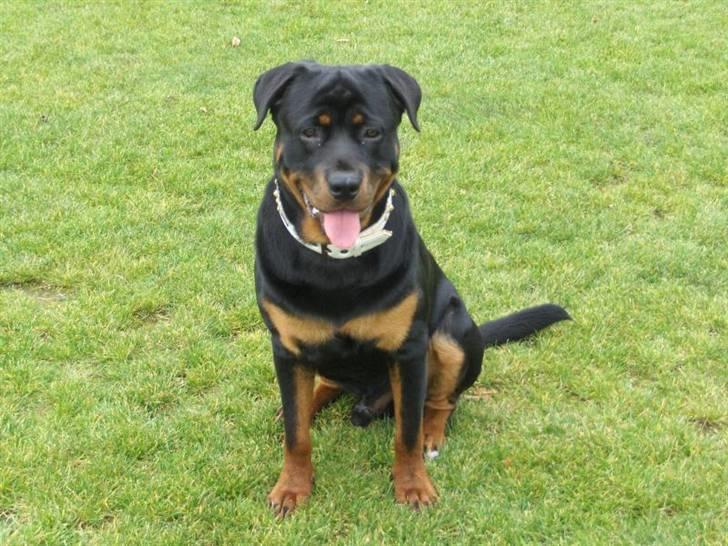 Rottweiler tyson billede 15