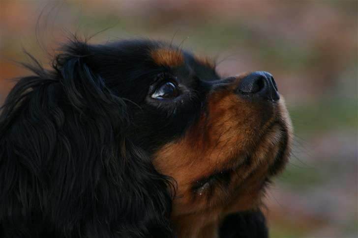 Cavalier king charles spaniel Freddie billede 20