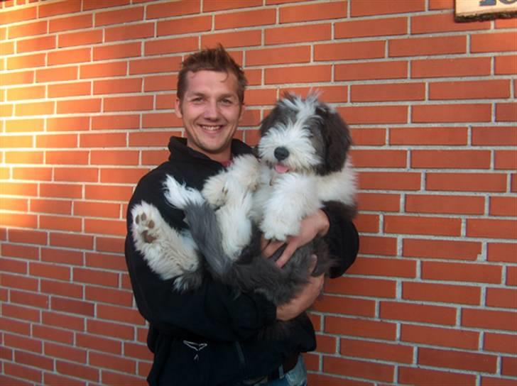 Bearded collie Kenzo billede 8