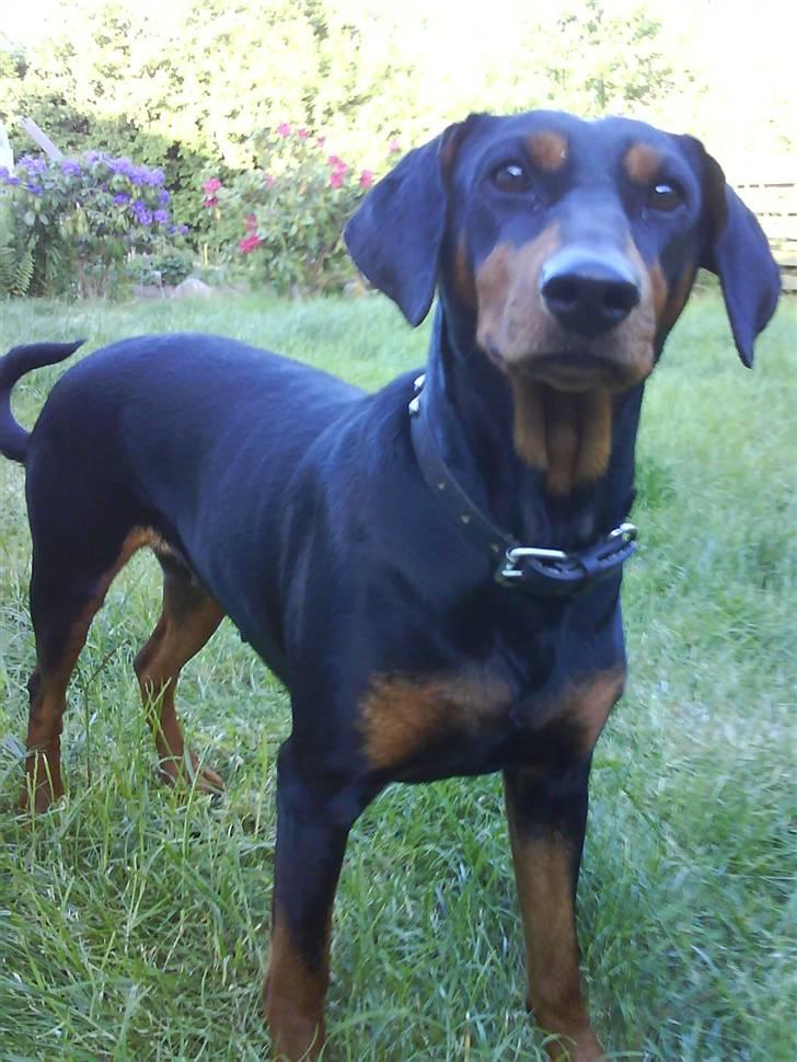 Mellempinscher Kofi - Min lækre hund<´3 billede 2