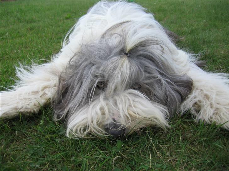 Bearded collie Kenzo billede 9