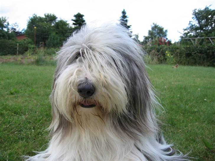 Bearded collie Kenzo billede 10