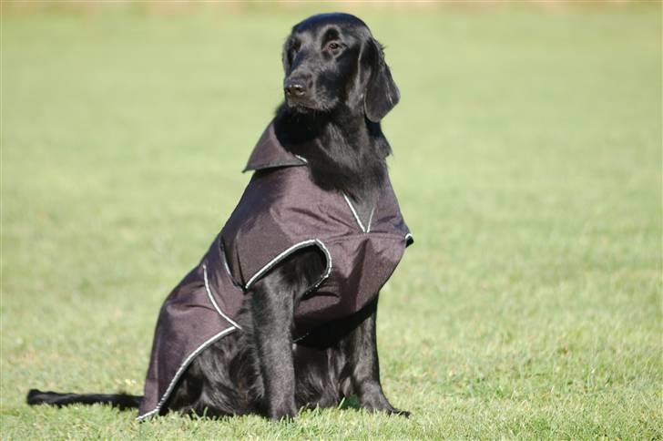 Flat coated retriever Money - Nej en Flat fryser ikke, med mindre den apporterer fra vand om vinteren og skal sidde i en bil bagefter  billede 13