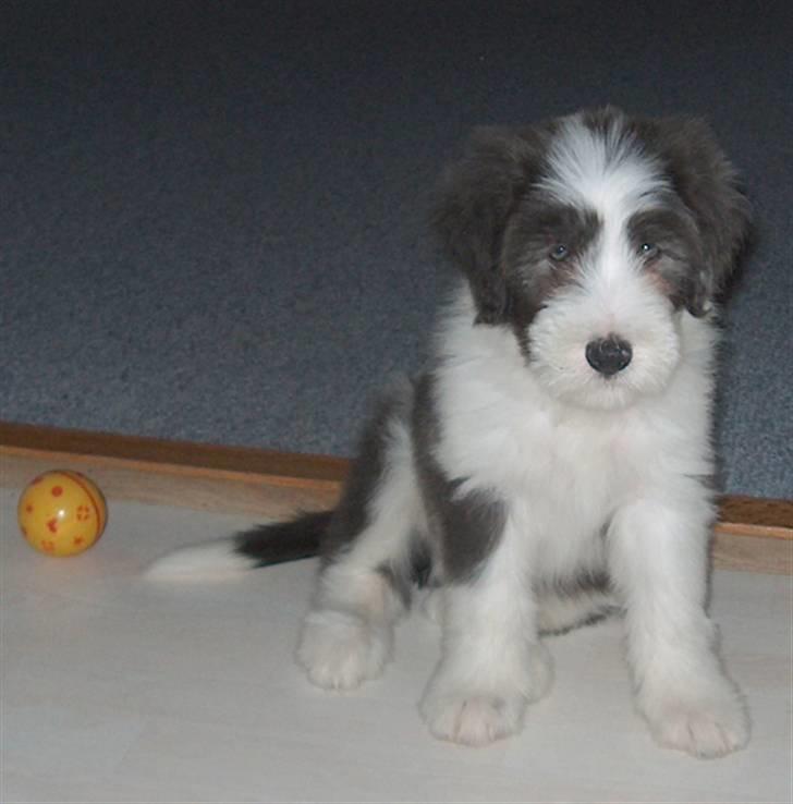 Bearded collie Kenzo billede 11