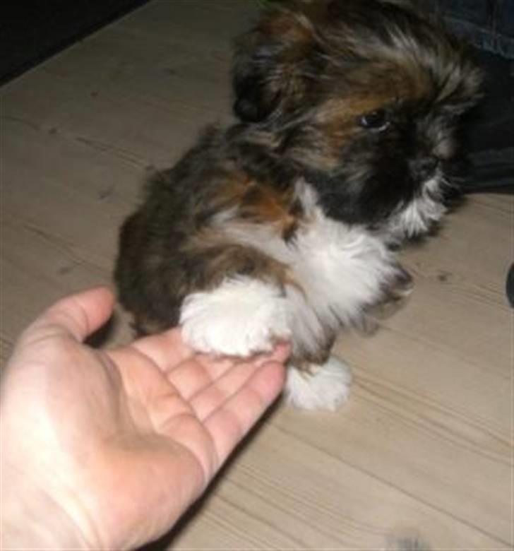 Lhasa apso Otto Fabricius Leisner billede 5