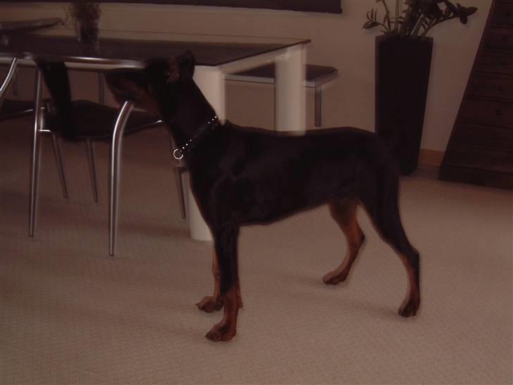 Dobermann Jagger(død):( billede 7