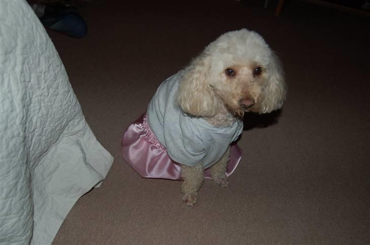 Mellempuddel Rosa billede 7