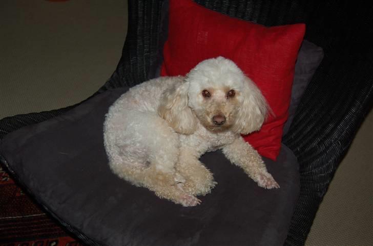 Mellempuddel Rosa billede 8