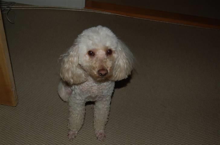 Mellempuddel Rosa billede 9