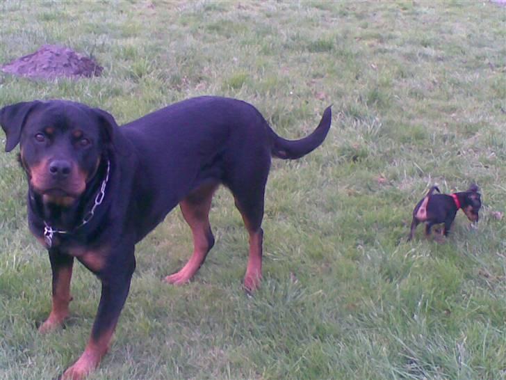 Rottweiler Bailey * R.I.P * billede 12