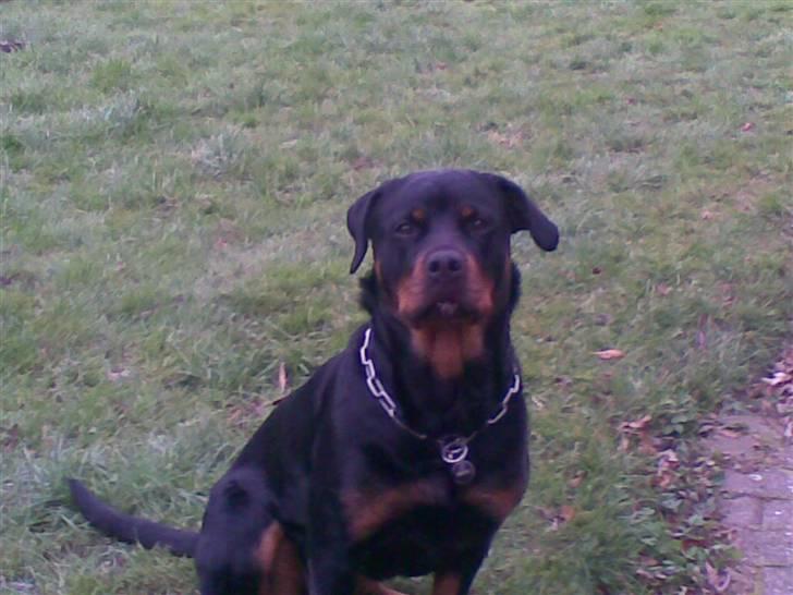 Rottweiler Bailey * R.I.P * billede 13