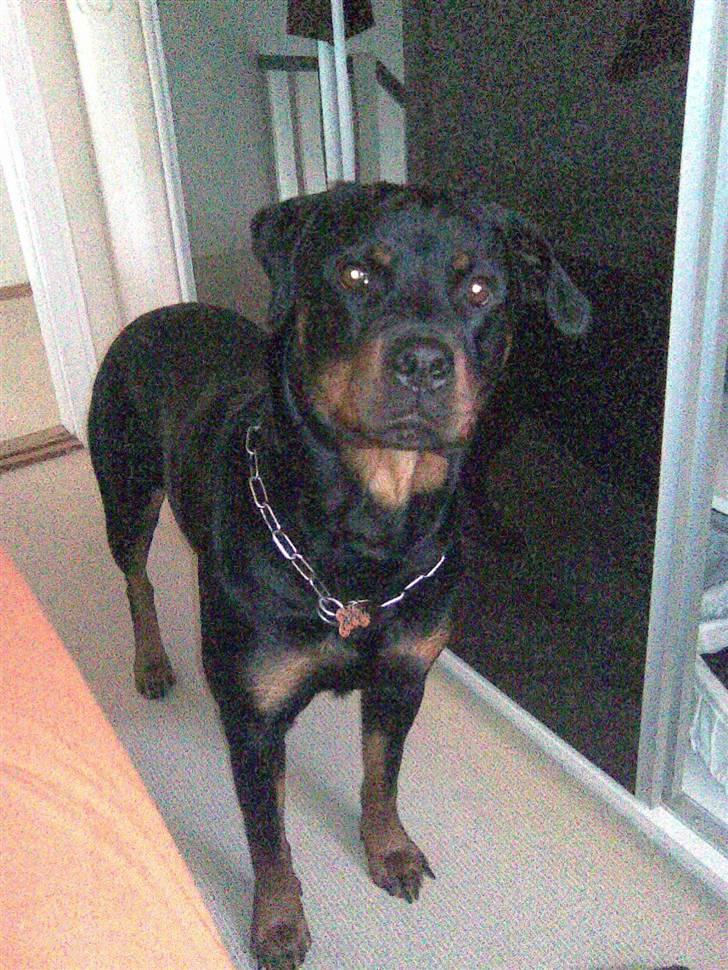 Rottweiler Bailey * R.I.P * billede 14