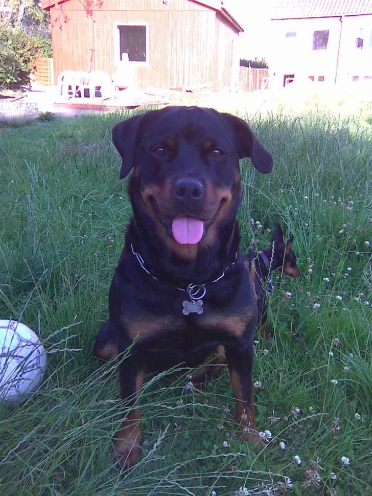 Rottweiler Bailey * R.I.P * billede 15