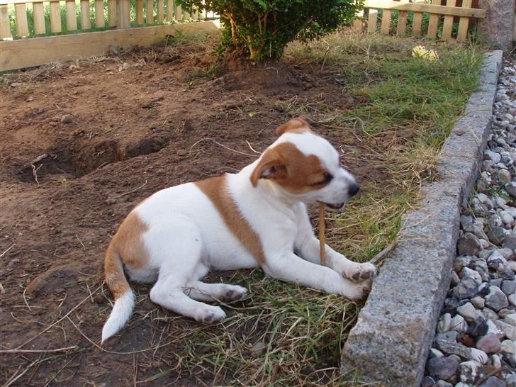 Dansk svensk gaardhund Aida billede 12