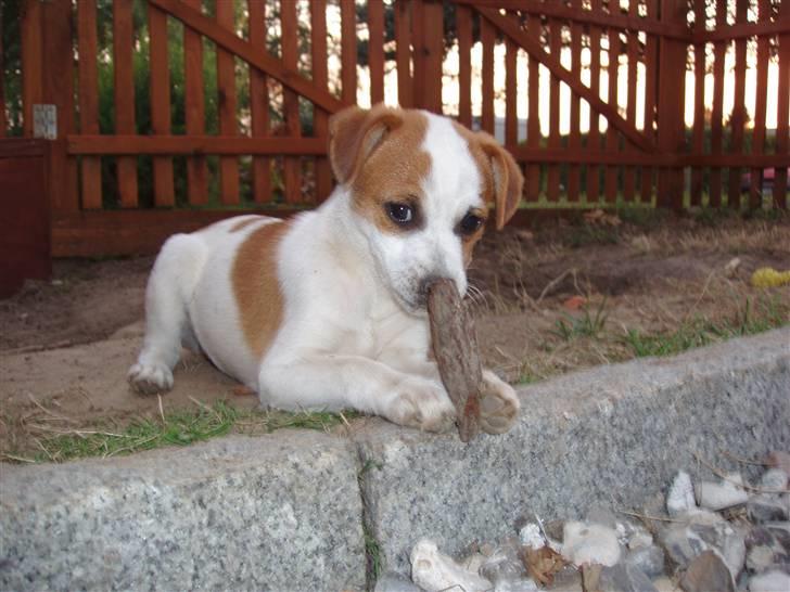 Dansk svensk gaardhund Aida billede 14