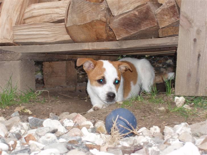 Dansk svensk gaardhund Aida billede 15