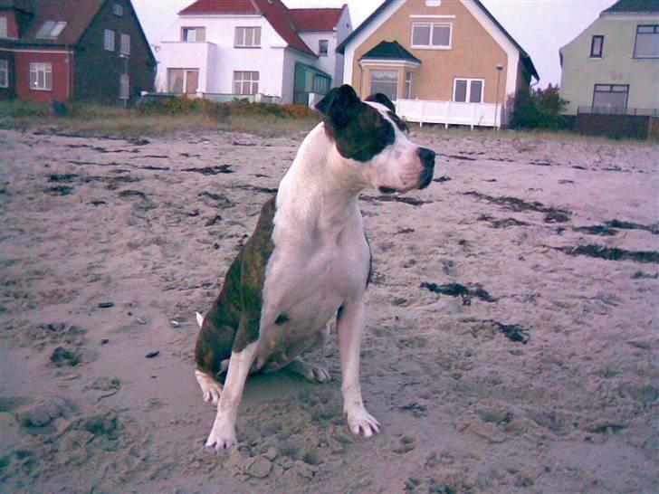 Amerikansk staffordshire terrier Tulle (Ulla) - Tulle på stranden billede 8