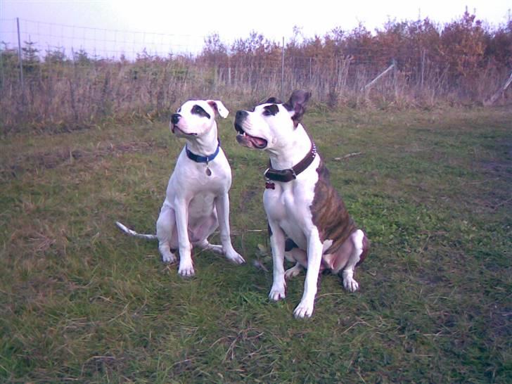 Amerikansk staffordshire terrier Tulle (Ulla) - Tulle og hendes nye ven Oscar billede 9