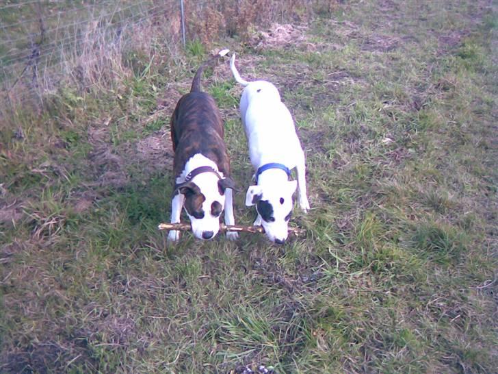 Amerikansk staffordshire terrier Tulle (Ulla) - "Det er min pind" billede 10