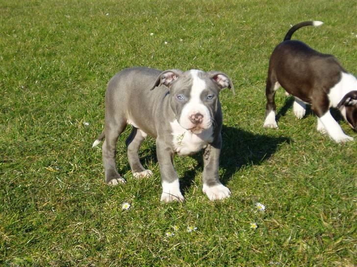 Amerikansk staffordshire terrier Tyson-biGGie - så stor var jeg da mamma hentede mig d1 april, jeg er mors egen lille aprilsnar ;o) billede 1