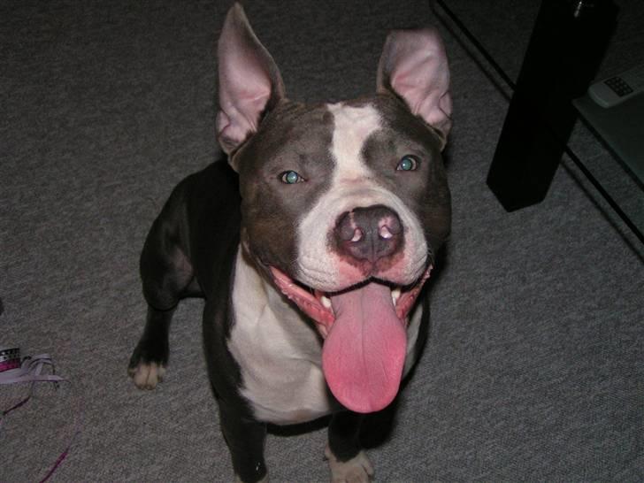 Amerikansk staffordshire terrier Tyson-biGGie - Mit Første Nytår ;o) og 21 dage til min 1 års fødselsdag.. iih jeg elsker alle de knald og rabalder, der er sikkert vildt gang i den udenfor billede 2