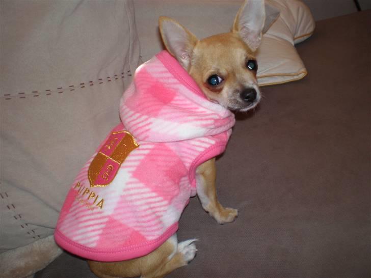Chihuahua Yuna - Er jeg ikke fin i m nye trøje? billede 7