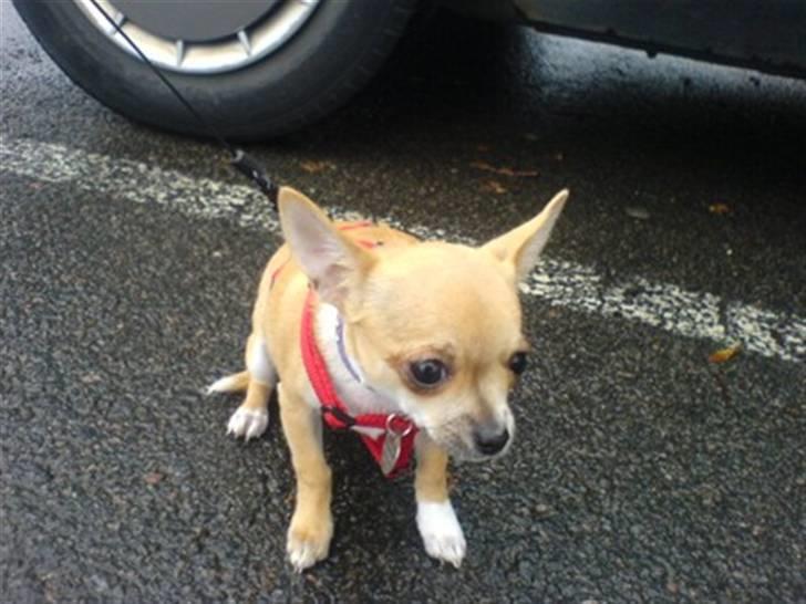 Chihuahua Yuna - Uhh det er lidt koldt..! billede 8
