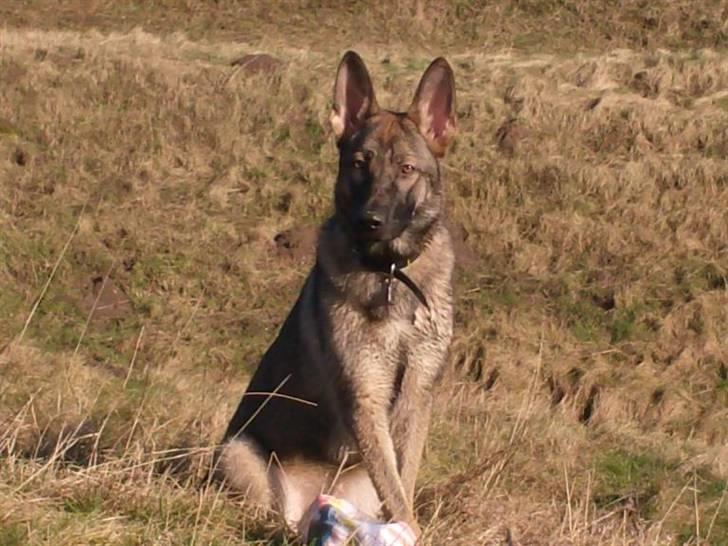 Schæferhund Shannon R.I.P - Shannon ved Ulbjerg Klint. billede 1