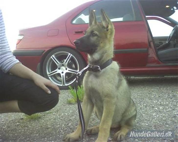 Schæferhund Shannon R.I.P - Shannon den dag vi hentede hende :) billede 2