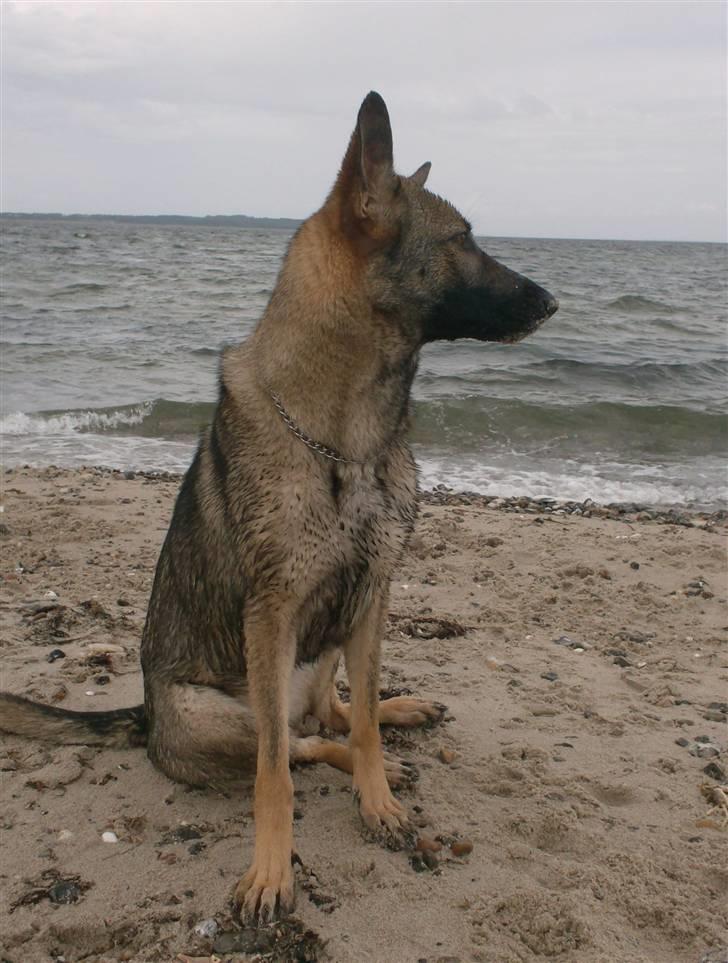 Schæferhund Shannon R.I.P - Weekendophold i Rønbjerg, på stranden. billede 3