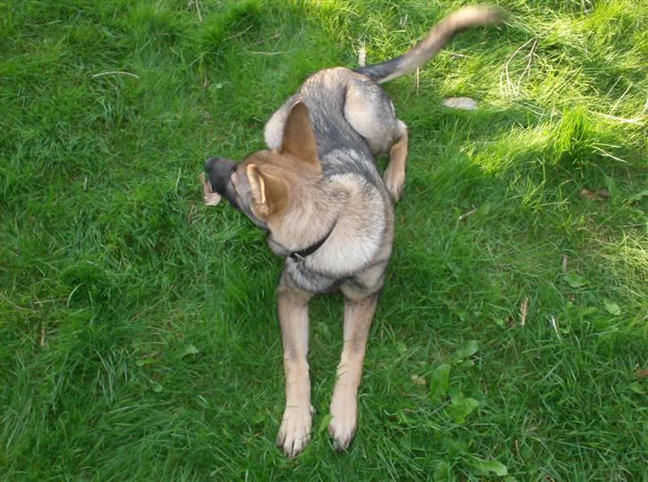 Schæferhund Shannon R.I.P - Shannon hygger sig i græsset hjemme i haven. billede 4