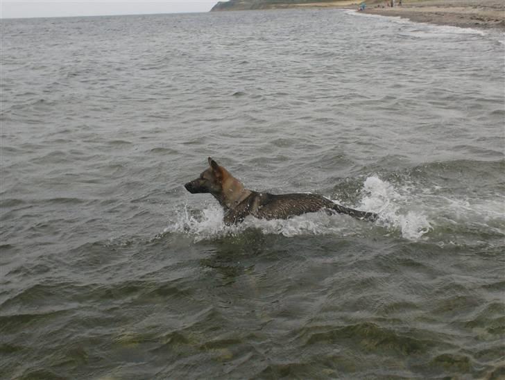 Schæferhund Shannon R.I.P - Vandhund :) billede 6