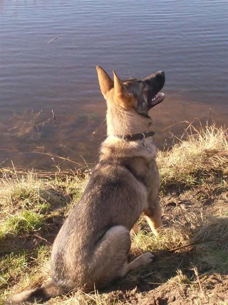 Schæferhund Shannon R.I.P - Ulbjerg Klint. billede 7