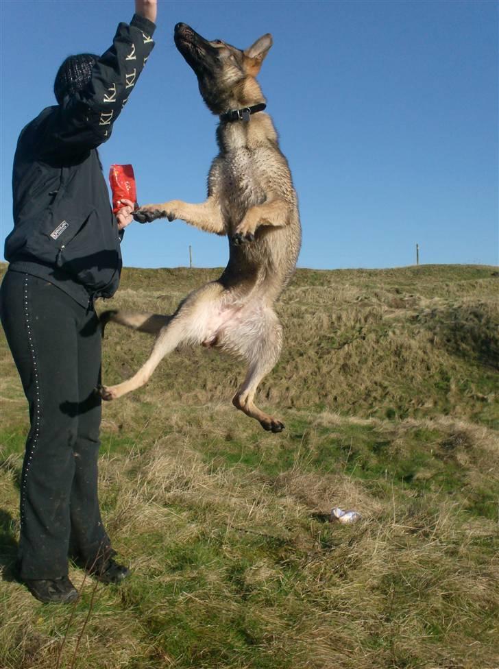 Schæferhund Shannon R.I.P - Se hvor hun ka hoppe ;) billede 8