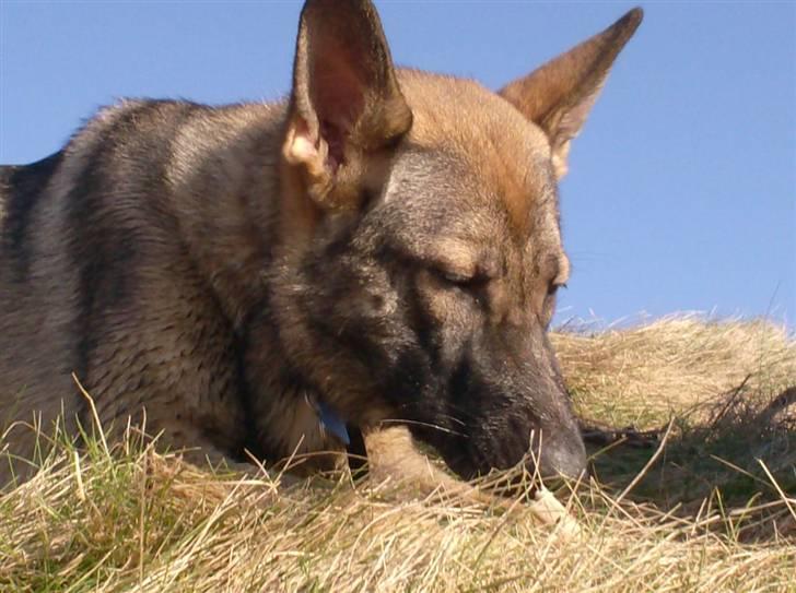 Schæferhund Shannon R.I.P - På stranden ved Ulbjerg Klint. billede 9