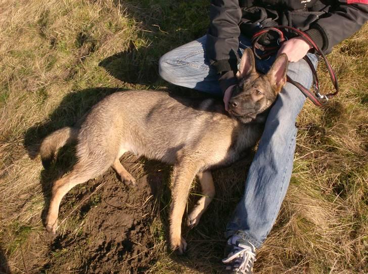 Schæferhund Shannon R.I.P - Den lille hyggetrold ;) billede 10