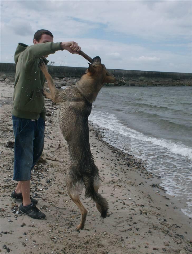 Schæferhund Shannon R.I.P - Kænguru, hun elsker at lege. billede 11