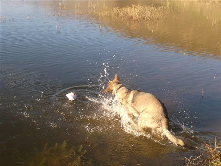 Schæferhund Shannon R.I.P - Lille vandhund ;) billede 12