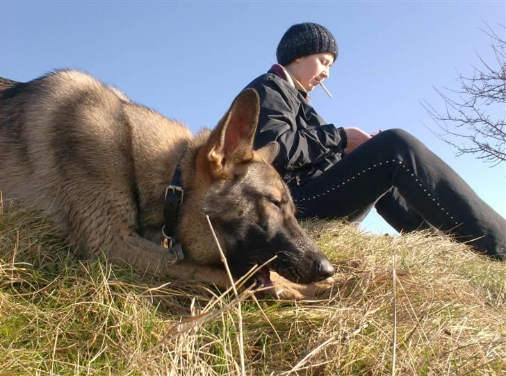 Schæferhund Shannon R.I.P - Et tyggeben i solen er altid godt ;) billede 13