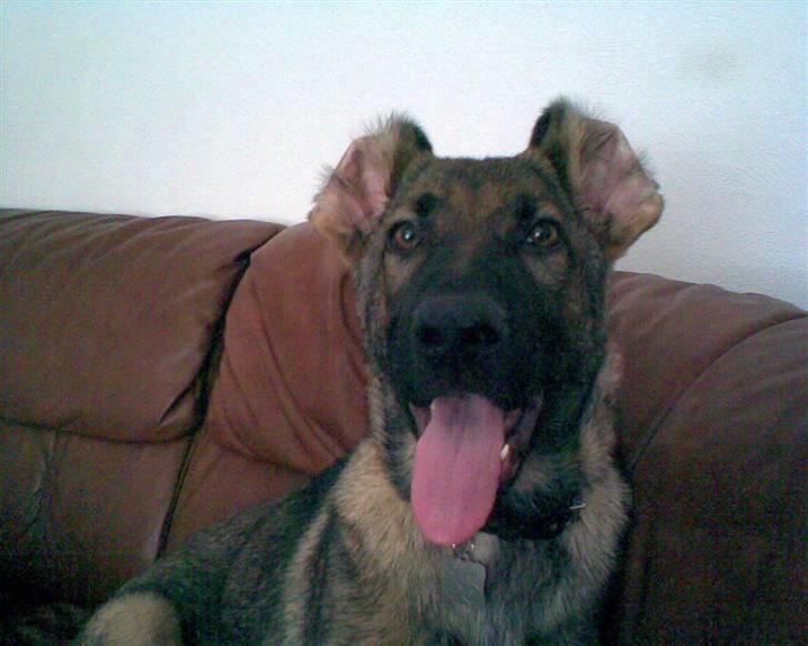 Schæferhund Shannon R.I.P billede 14