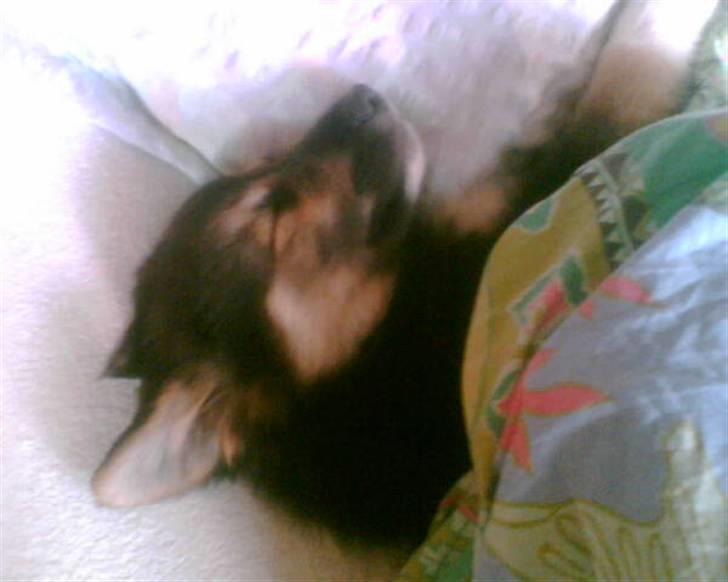 Islandsk fårehund zako billede 15