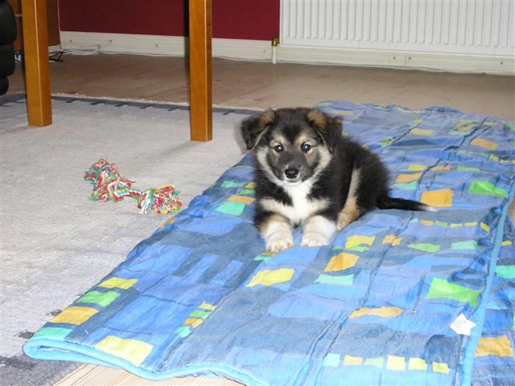 Islandsk fårehund zako billede 16