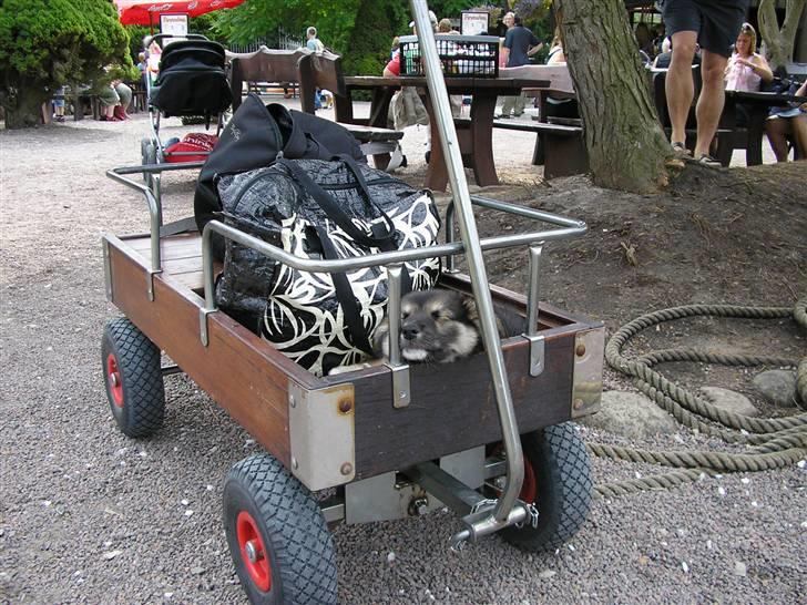 Islandsk fårehund zako billede 18