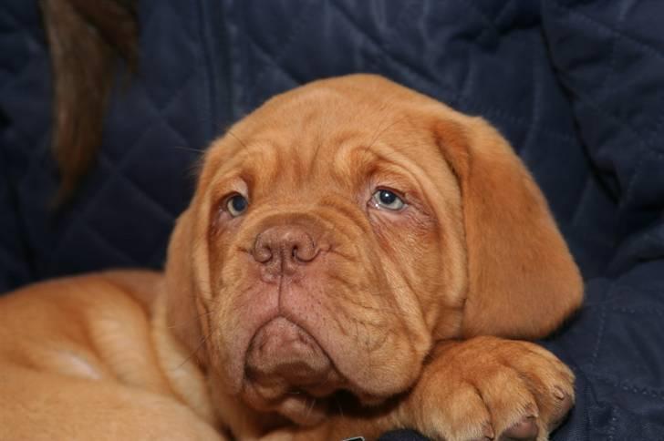 Dogue de bordeaux Doguehill´s Cheri billede 3